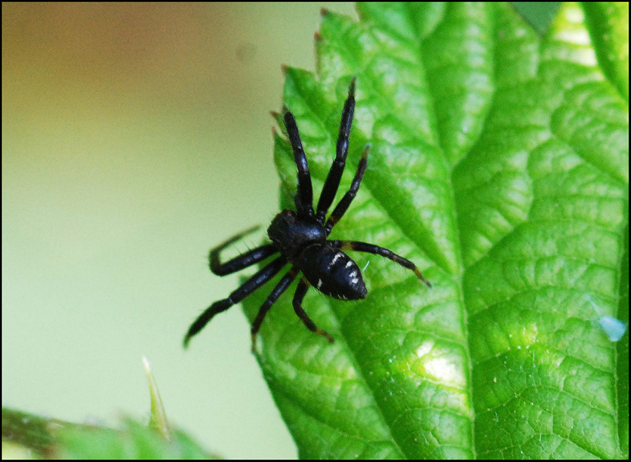 Synema globosum